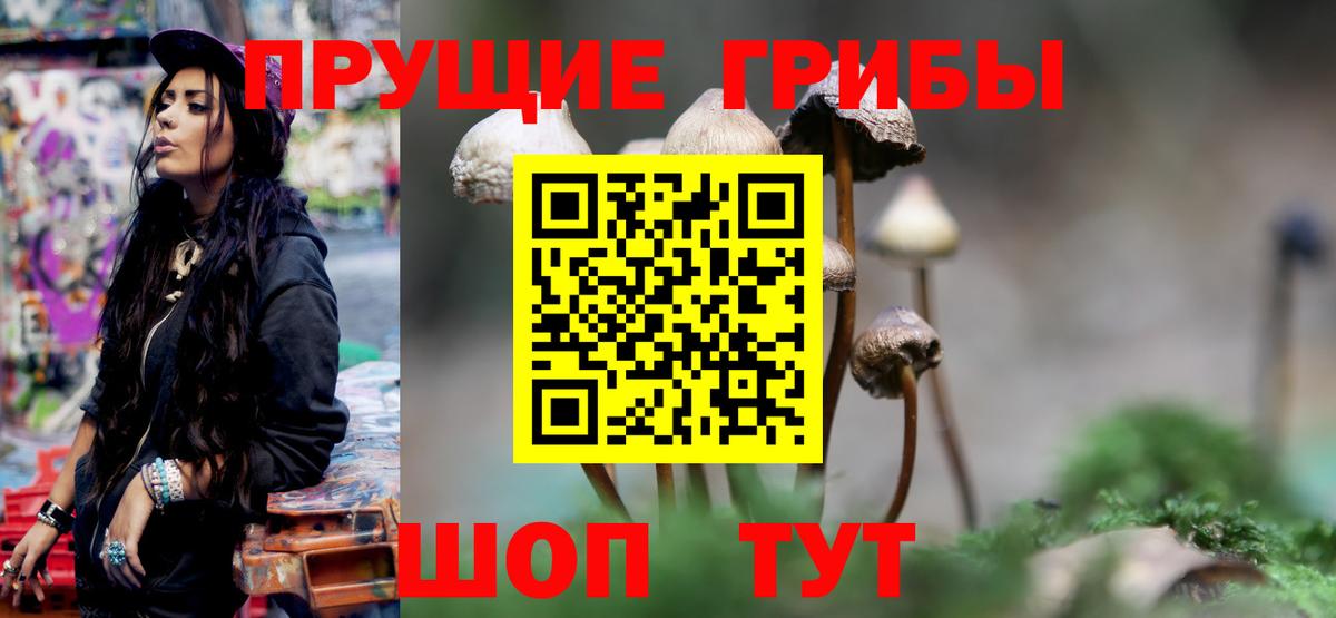 Галлюциногенные грибы Psilocybine cubensis Ленинск-Кузнецкий